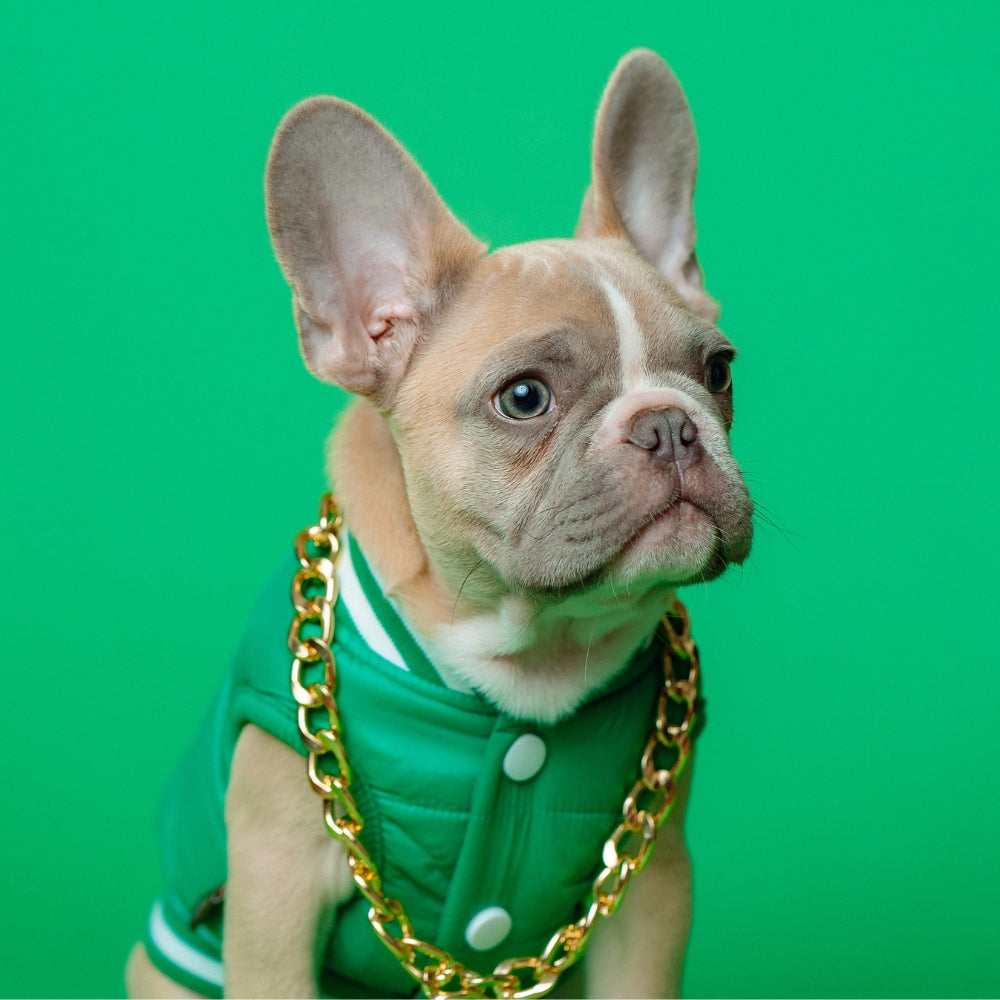 Pets Clothes & Accessories